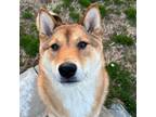 Adopt Wonton Pi a Shiba Inu