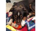 Adopt Henry a Australian Shepherd