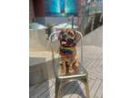 Adopt Albert (aka Diddy) a Pug, Beagle