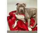 Adopt Hector a American Staffordshire Terrier