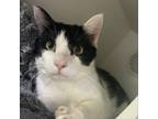 Adopt Dion a Domestic Short Hair