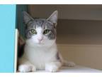 Adopt Otis a Domestic Short Hair