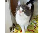 Adopt Rascal a Domestic Long Hair