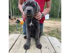 Cane Corso Puppy for sale in Lena, MS, USA