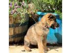 German Shepherd Dog Puppy for sale in Evans, GA, USA