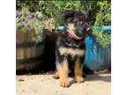 German Shepherd Dog Puppy for sale in Evans, GA, USA