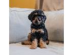 Aussiedoodle Puppy for sale in Mountain Home, AR, USA
