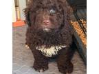 Spanish Water Dog Puppy for sale in Conroe, TX, USA