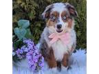 Miniature Australian Shepherd Puppy for sale in Dundee, NY, USA