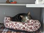 Adopt Tiger a Domestic Short Hair