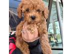 Poodle (Toy) Puppy for sale in Atlanta, GA, USA