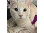 Adopt Hubert a Domestic Short Hair