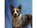 Adopt Jake a Cattle Dog