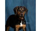 Adopt Boone a Hound, Mixed Breed