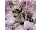 Chihuahua Puppy for sale in Clarks Hill, SC, USA