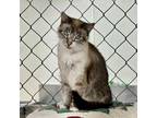 Adopt Meowmed Ali a Domestic Short Hair