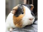 Adopt Carter a Guinea Pig