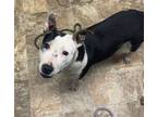 Adopt Trout a Terrier