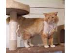 Adopt Tom - gentle & loving a Maine Coon, Domestic Long Hair