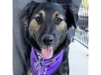 Adopt Bruno a Labrador Retriever, Australian Shepherd