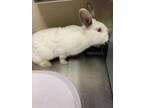 Adopt Trix a Bunny Rabbit