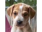 Adopt Beethoven a Hound