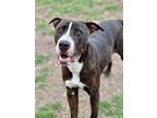 Adopt Riddick a Pit Bull Terrier