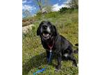 Adopt PAL a Labrador Retriever, Mixed Breed