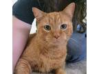 Adopt Roo a Domestic Short Hair