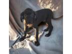 Great Dane Puppy for sale in Walker, LA, USA
