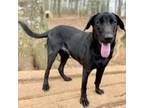 Adopt Britches a Black Labrador Retriever