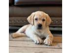 Labrador Retriever Puppy for sale in Albany, GA, USA