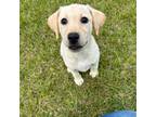 Labrador Retriever Puppy for sale in Albany, GA, USA