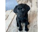 Labrador Retriever Puppy for sale in Albany, GA, USA