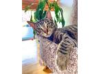 Adopt Enzo a Tabby