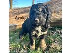 Mutt Puppy for sale in Marshfield, MO, USA
