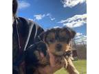 Yorkshire Terrier Puppy for sale in Dayville, CT, USA