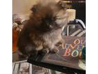 Pomeranian Puppy for sale in Elizabeth, NJ, USA