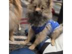 Pomeranian Puppy for sale in Elizabeth, NJ, USA