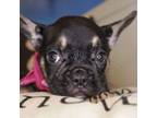 French Bulldog Puppy for sale in Saginaw, TX, USA