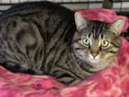 Adopt Spicy a Domestic Short Hair