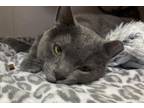 Adopt Teddy a Domestic Short Hair