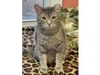 Adopt Timmy a Domestic Short Hair