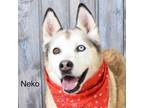 Adopt Neko a Husky