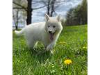 Siberian Husky Puppy for sale in Sanbornton, NH, USA