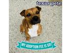 Adopt Texas Pete a Mixed Breed