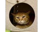 Adopt Tuna a Domestic Short Hair