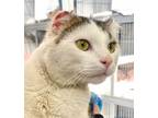 Adopt Little Bear a American Shorthair