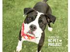 Adopt Arbor a Pit Bull Terrier, Mixed Breed