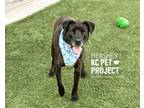 Adopt Hershey a Mixed Breed